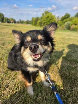 Raven -  Jack Russell Terrier Dog for Adoption in Sterling Heights, Michigan - Raven | PetCurious