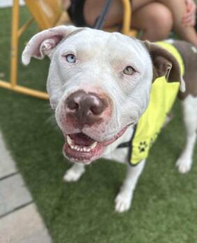 Rescue Mixed Breed Dogs for Adoption in Bahama, North Carolina - Smuckers | PetCurious