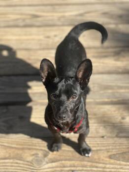 JESSE -  Chihuahua Dog for Adoption in Los Angeles, California - JESSE | PetCurious