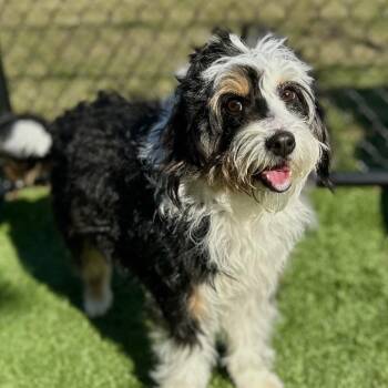 Mixed Breed Dogs Available for Adoption - Roxy | PetCurious