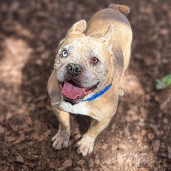 Frack -  French Bulldog and English Bulldog Dog for Adoption in Boerne, Texas - Frack | PetCurious