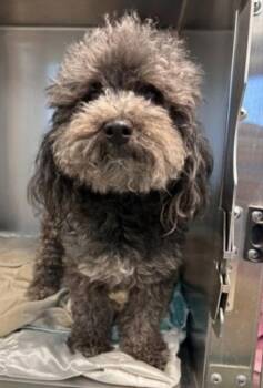 Franklin -  Poodle and Terrier Dog for Adoption in Bloomfield, Connecticut - Franklin | PetCurious