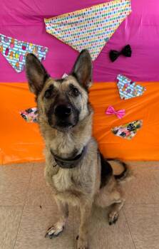 Sunny -  German Shepherd Dog Dog for Adoption in Chickasha, Oklahoma - Sunny | PetCurious