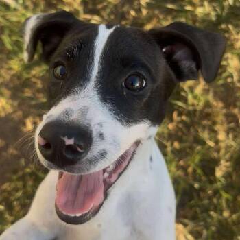 Rescue Mixed Breed Dogs for Adoption in Sand Springs, Oklahoma - Matilynn | PetCurious