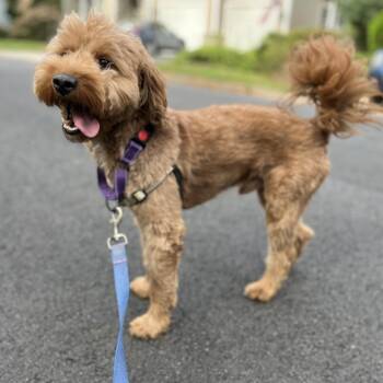 Pluto -  Miniature Poodle and Golden Retriever Dog for Adoption in Falls Church, Virginia - Pluto | PetCurious