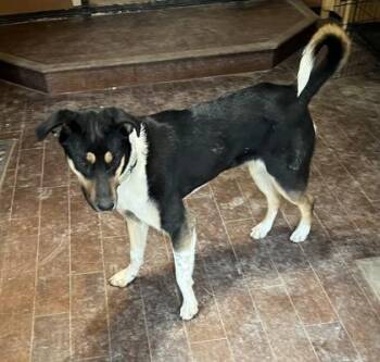 Australian Cattle Dog Blue Heeler and Pit Bull Terrier Dogs Available for Adoption in Klamath Falls, Oregon - Roxy | PetCurious