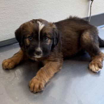 109034 -  Mixed Breed Dog for Adoption in Las Cruces, New Mexico - 109034 | PetCurious
