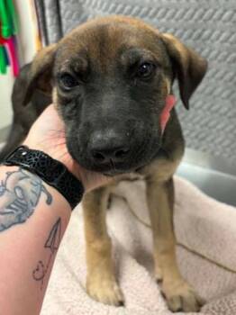 Compass -  Mixed Breed Dog for Adoption in Lampasas, Texas - Compass | PetCurious