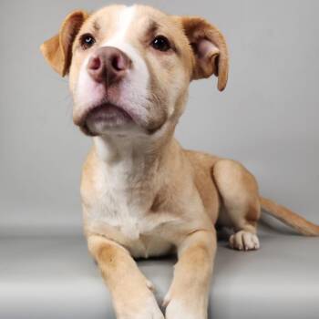 Mixed Breed Dogs Available for Adoption in Fort Wayne, Indiana - Axel | PetCurious