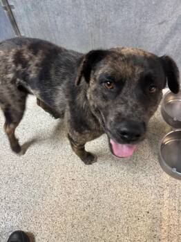 Australian Shepherd and Mixed Breed Dogs Available for Adoption - Apollo | PetCurious