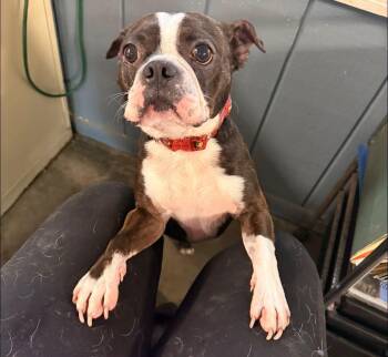 Layla -  Boston Terrier Dog for Adoption in Indianapolis, Indiana - Layla | PetCurious