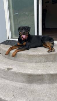 Rottweiler Dogs Available for Adoption in Seattle, Washington - Maverick | PetCurious