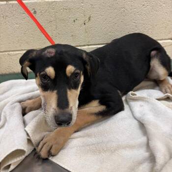 North -  Mixed Breed Dog for Adoption in Memphis, Tennessee - North | PetCurious