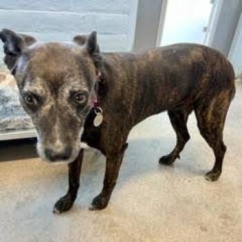 Lettie -  Mixed Breed Dog for Adoption in Green Valley, Arizona - Lettie | PetCurious