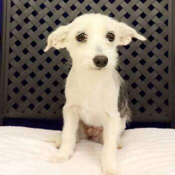 Bailey -  Chihuahua Dog for Adoption in Fort Davis, Texas - Bailey | PetCurious