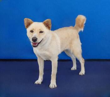 TONI -  Shiba Inu Dog for Adoption in Pasadena, California - TONI | PetCurious