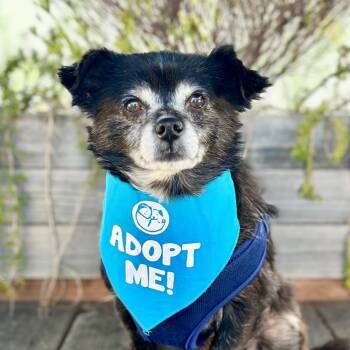 Grizz -  Terrier Dog Available for Adoption in Pacific Grove, California - Grizz | PetCurious