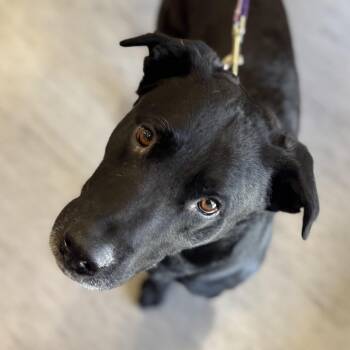 Rescue Mixed Breed Dogs for Adoption in Palm Springs, California - Dirk | PetCurious