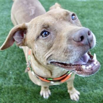 Rescue Terrier and Mixed Breed Dogs for Adoption in Largo, Florida - Faith | PetCurious