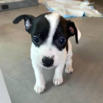 Chihuahua Dogs Available for Adoption in Tampa, Florida - Festo | PetCurious