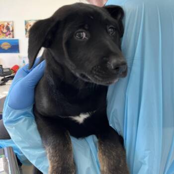 Labrador Retriever and Mixed Breed Dogs Available for Adoption in Nashville, Tennessee - Bumble | PetCurious
