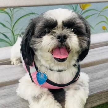 Pia -  Shih Tzu Dog for Adoption in Fort Lauderdale, Florida - Pia | PetCurious