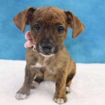 Ginger - a sweet baby girl - Coming Soon -  Chihuahua Dog for Adoption in League City, Texas - Ginger - A Sweet Baby Girl - Coming Soon | PetCurious