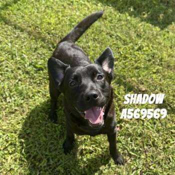 SHADOW -  Labrador Retriever and Mixed Breed Dog for Adoption - SHADOW | PetCurious
