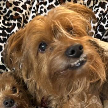 Yorkshire Terrier Dogs Available for Adoption in Houston, Texas - Kanga (Dallas) | PetCurious