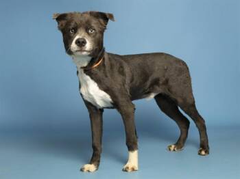 Australian Shepherd and Husky Dogs Available for Adoption - MICKEY | PetCurious