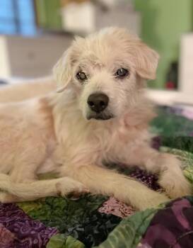 Cream Puff -  Terrier Dog for Adoption in Pontiac, Michigan - Cream Puff | PetCurious