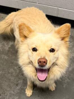 Sia -  Mixed Breed Dog Available for Adoption in Henderson, North Carolina - Sia | PetCurious