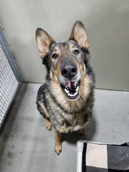 Collie and German Shepherd Dog Dogs Available for Adoption in Frisco, Colorado - THADIUS | PetCurious