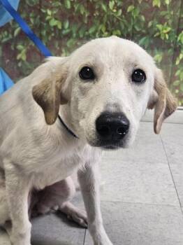 Angel -  Retriever and Mixed Breed Dog for Adoption in San Antonio, Texas - Angel | PetCurious