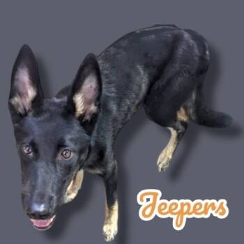 Rescue German Shepherd Dog Dogs for Adoption in Scottsdale, Arizona - Jeepers | PetCurious