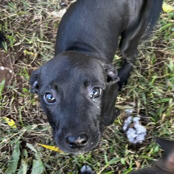 Rescue Black Labrador Retriever and Poodle Dogs for Adoption in Pottsboro, Texas - Rosa And/or Tia | PetCurious