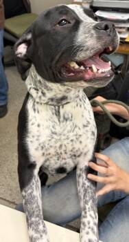 Asher -  Pit Bull Terrier and Bluetick Coonhound Dog for Adoption in Saint Clairsville, Ohio - Asher | PetCurious