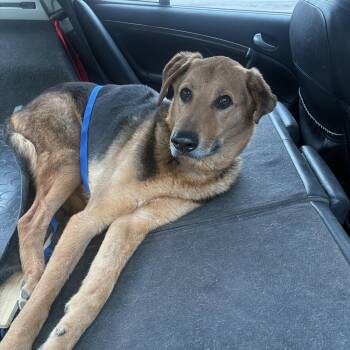 Shepherd and Hound Dogs Available for Adoption - Brock | PetCurious