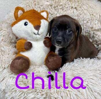 Labrador Retriever Dogs Available for Adoption in Newport, Kentucky - Chilla | PetCurious