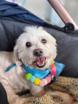 Maltipoo Dogs Available for Adoption in Pass Christian, Mississippi - Jackson | PetCurious