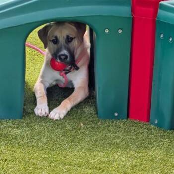 Maverick -  Mixed Breed Dog for Adoption in Greenville, South Carolina - Maverick | PetCurious