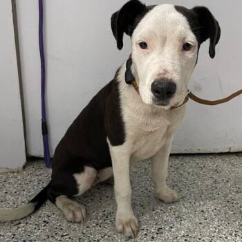 Pippa -  Black Mouth Cur and Labrador Retriever Dog for Adoption in Hattiesburg, Mississippi - Pippa | PetCurious