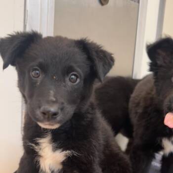 Baron Von Zoom -  German Shepherd Dog and Border Collie Dog for Adoption in Kanab, Utah - Baron Von Zoom | PetCurious