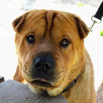 Sarge -  Chow Chow and Mixed Breed Dog for Adoption in West Chester, Pennsylvania - Sarge | PetCurious