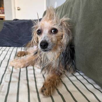 Rumi -  Yorkshire Terrier Dog for Adoption in Las Vegas, Nevada - Rumi | PetCurious