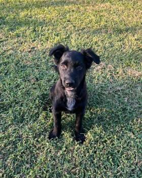 Tonto -  Labrador Retriever Dog for Adoption in Milton, Georgia - Tonto | PetCurious