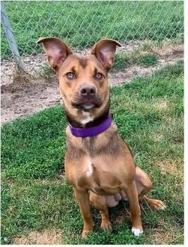 Siberian Husky and Terrier Dogs Available for Adoption - Ava | PetCurious