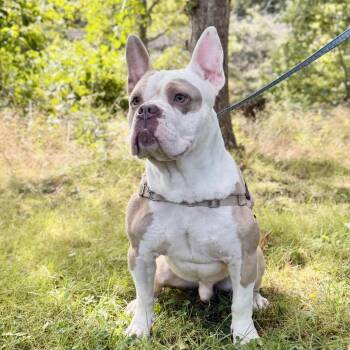 Gargoyle -  English Bulldog and Mixed Breed Dog for Adoption in East Hampton, New York - Gargoyle | PetCurious