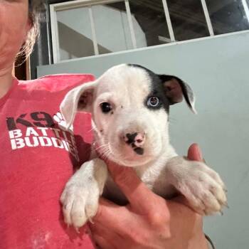 Catahoula Leopard Dog Dogs Available for Adoption in Hinesville, Georgia - Burgundy | PetCurious
