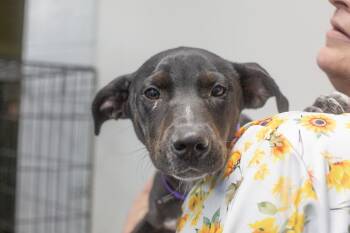 Remi -  Black Labrador Retriever Dog for Adoption in Mountain Home, Arkansas - Remi | PetCurious